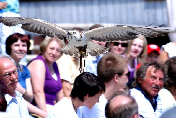 Birds of prey Wunsiedel